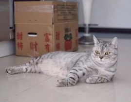 黑网料吃瓜网评价胖猫,黑网料吃瓜网上的热门话题与评价解析