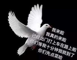 网红吃瓜鸽子视频播放,视频播放量爆表，网友热议不断