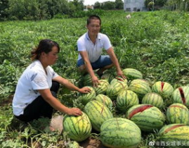 宜丰网红吃瓜事件真相,揭秘背后真相与反思