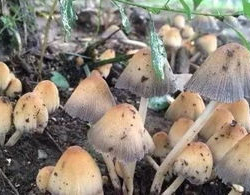 蘑菇视频吃瓜爆料网最新版,揭秘娱乐圈惊天大瓜！