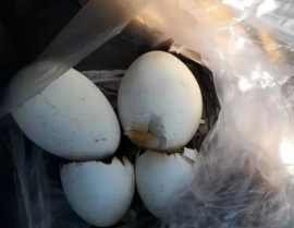 鹅蛋网红,揭秘网络红鹅的爆红之路